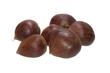 chestnut isolated on white background