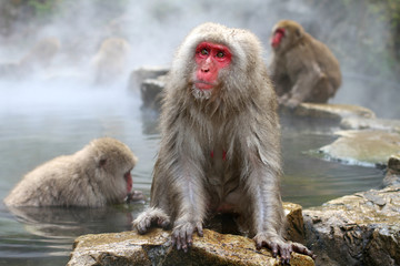 Japanese Snow Monkeys bathing in the thermal hot springs at Jigokudani, Japan