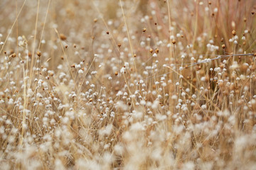 dried field grass and flower in background and nature