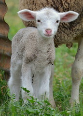 lamb standing next to mom