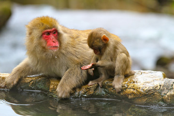 Mother and Baby Japanese Snow Monkey near the thermal hot springs near Nagano, Japan