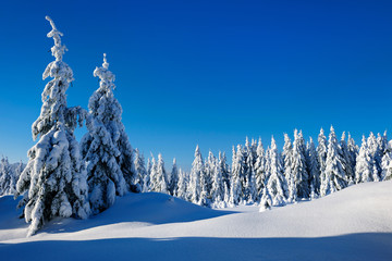 Winter Landscape  of Fir Forest under sunny blue sky covered by fresh snow