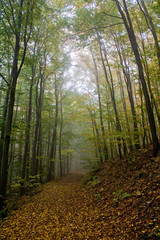 Foggy weather in the forest