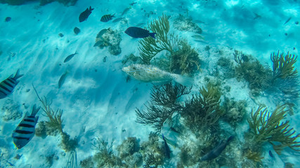 Snorkeling in the Cayman Islands