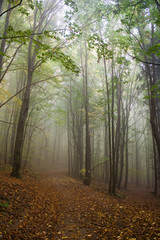 Foggy weather in the forest