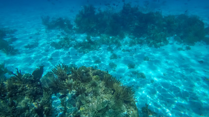 Snorkeling in the Cayman Islands