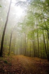 Fototapeta premium Foggy weather in the forest