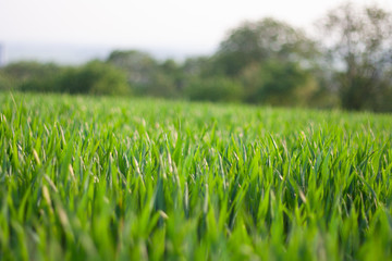Detail of grass field during the summer