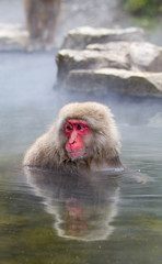 Fototapeta premium Japanese Snow Monkey bathing in the thermal hot spring waters near Nagano, Japan