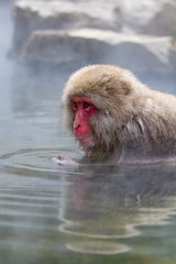 Japanese Snow Monkey bathing in the thermal hot spring waters near Nagano, Japan