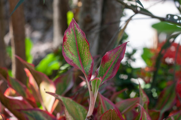 Fototapeta na wymiar Aglaonema or Chinese Evergreen plant on blur nature background.