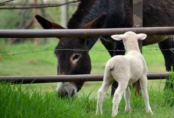 Lamb Making Friends With A  Donkey