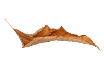 brown dry leaf isolated on white background
