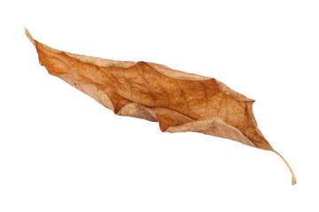 brown dry leaf isolated on white background