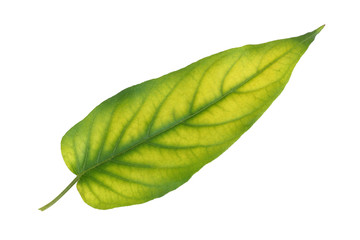 Obraz premium Green leaf with yellow pattern isolated on white background