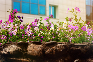 City flowers against the background of the building. Petunia flowers adorn the city flower bed. Urban landscape design using colors. Flowers and buildings.