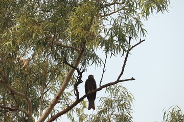 kite in delhi graveyard