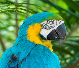 Fototapeta premium A Yellow and Blue Macaw at Australia Zoo