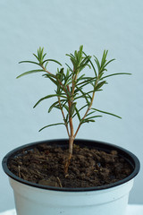 Rosmarien Jungpflanze aus Steckling