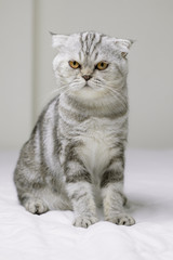 Cat sitting on white bed in the room.