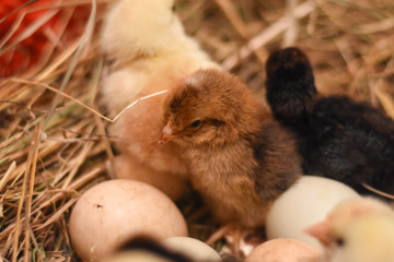 Just born chicks in nest. Just hatched chicks in domestic farm