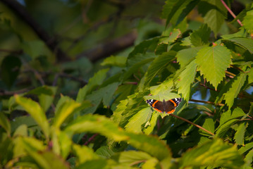 Red Admiral butterfly or Vanessa atalanta on green leaf in the plants