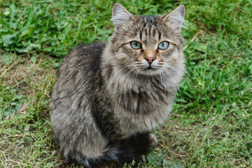 Naklejka na ściany i meble beautiful cat on a background of summer green grass