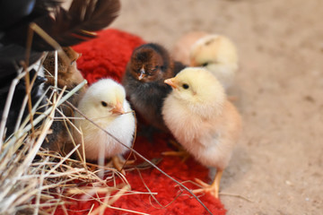 Just born chicks in nest. Just hatched chicks in domestic farm