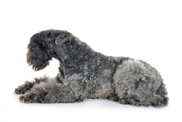 Kerry Blue Terrier