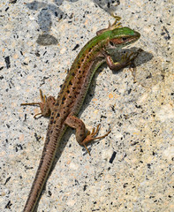Lizard on the rocks in summer time