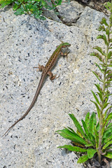 Lizard on the rocks in summer time