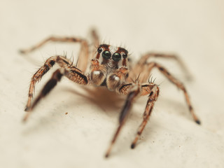 Jumping spider (Plexippus paykulli) ready to jump, Greece. Brown stripped head and four big visible eyes on photo.