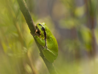 European tree frog (Hyla arborea) on stem with blurred leafs around