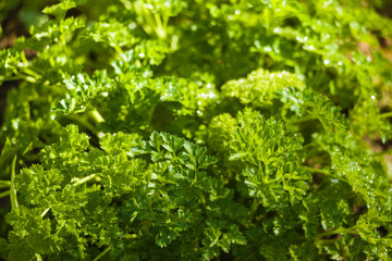 Green fresh curly parsley growing in the garden on the bed.