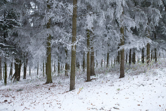 Fototapeta frosty winter landscape in snowy forest nature
