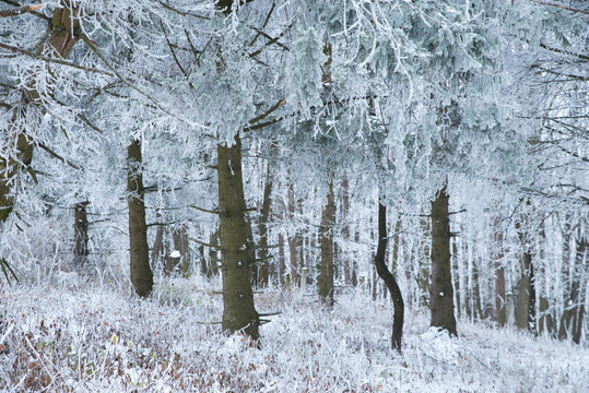Fototapeta frosty winter landscape in snowy forest nature