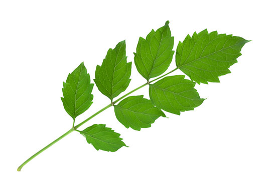 Tecoma leaf closeup on white