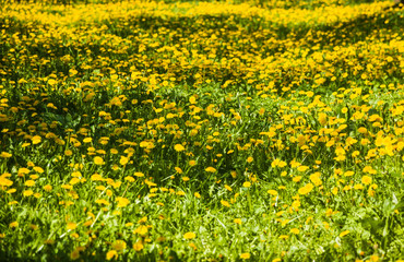 Yellow dandelions and green grass, springtime