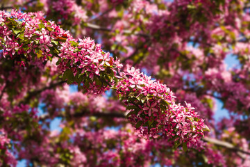Spring apple blossom, red flowers at the tree on the blue sky background