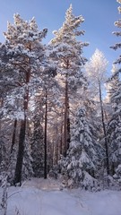 Winter in Ural 5