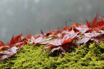 hojas rojas oto&ntilde;ales