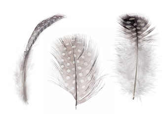 fluffy isolated three feathers in spots