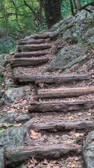Fototapeta na wymiar Wood and dirt steps through forest trails