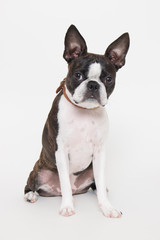 ボストンテリア