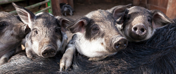 Cute funny Mangalica piglets on a farm
