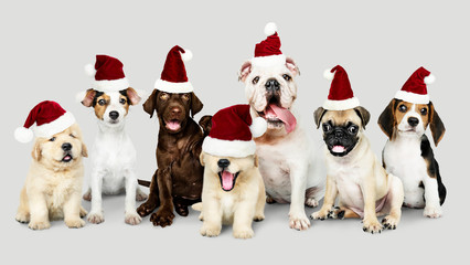 Group of puppies wearing Christmas hats to celebrate Christmas