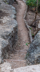 Small dirt path through lush green forest