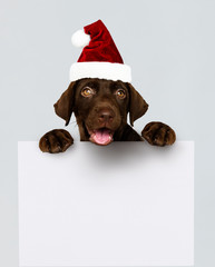 Adorable Labrador Retriever puppy wearing a Christmas hat holding a board mockup