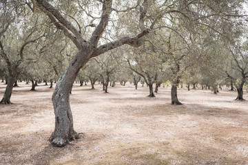 olive grove during summer day