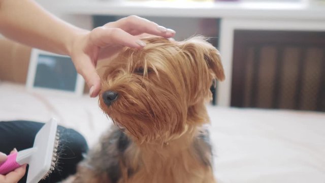 woman brushing her dog. dog funny video. girl combing a little shaggy dog pet care.woman using a comb brush Yorkshire Terrier. friendship lifestyle and care for pets dogs concept